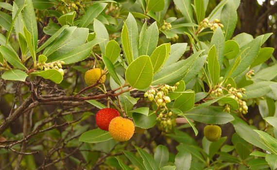 Strawberry Tree Honey